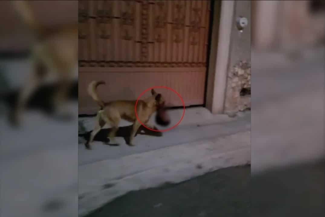 Perro deambula en Zacatecas con cabeza humana (Video)