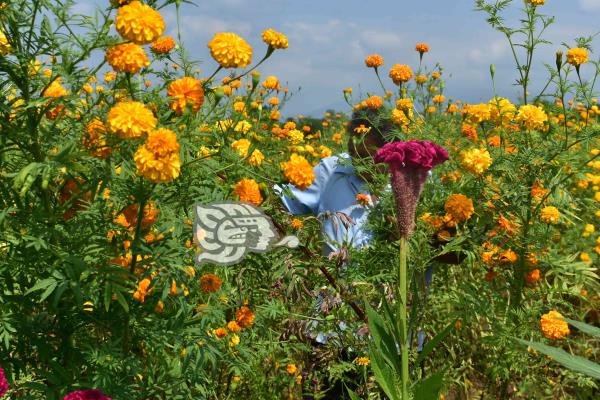 Campos de Cempasúchil, el espectáculo visual de Huazuntlán (+Video)