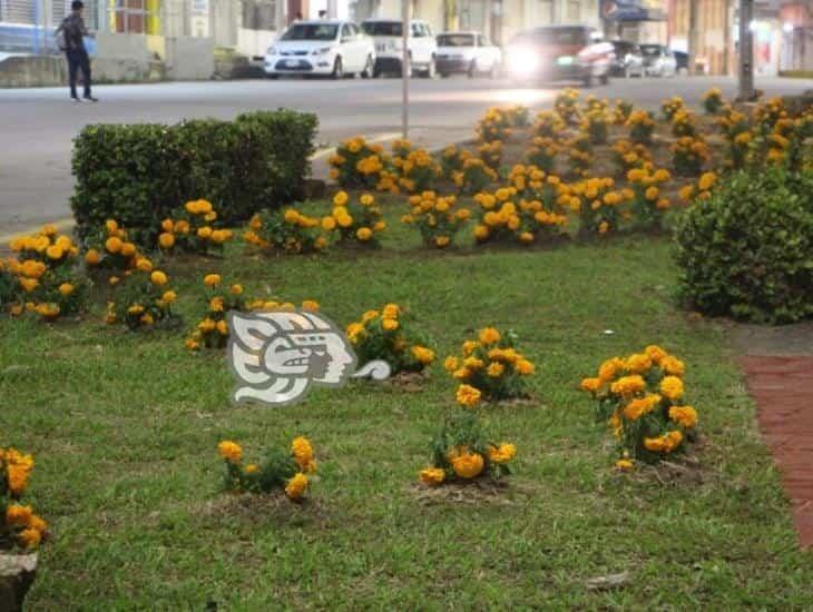 Adornan camellones de la Avenida Justo Sierra con flores de cempasúchil