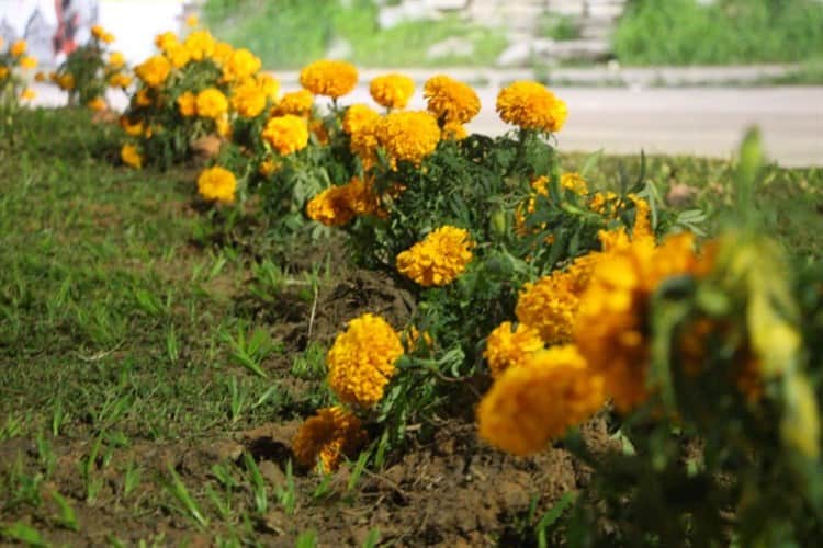 Adornan camellones de la Avenida Justo Sierra con flores de cempasúchil