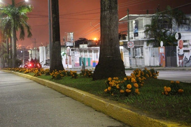 Adornan camellones de la Avenida Justo Sierra con flores de cempasúchil