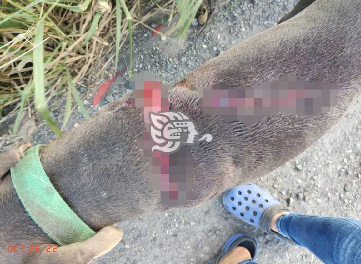 Sujeto desconocido ataca a machetazos a perro