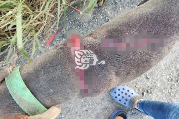 Sujeto desconocido ataca a machetazos a perro