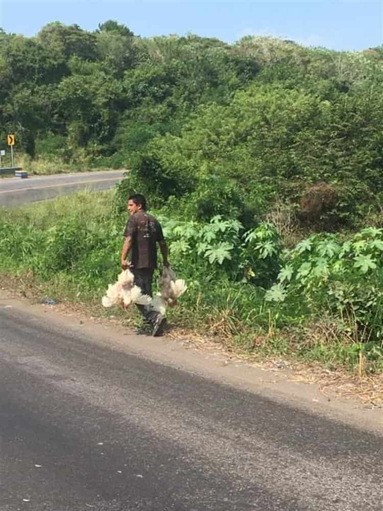 Vuelca tráiler que transportaba pollos y se arma la rapiña en Paso de Ovejas