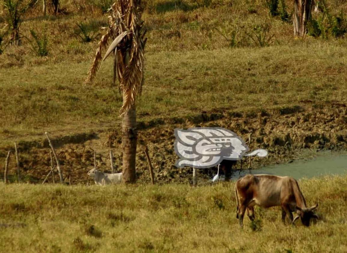 Pese a lluvias, cuatro municipios con sequía moderada