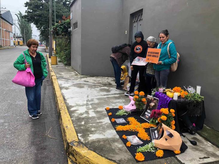 Con ofrenda, animalistas de Orizaba buscan concientizar sobre sacrificio de animales