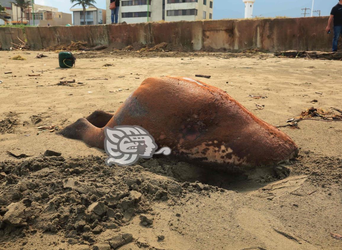 Localizan la mitad del cuerpo de un caballo en playas de Coatzacoalcos