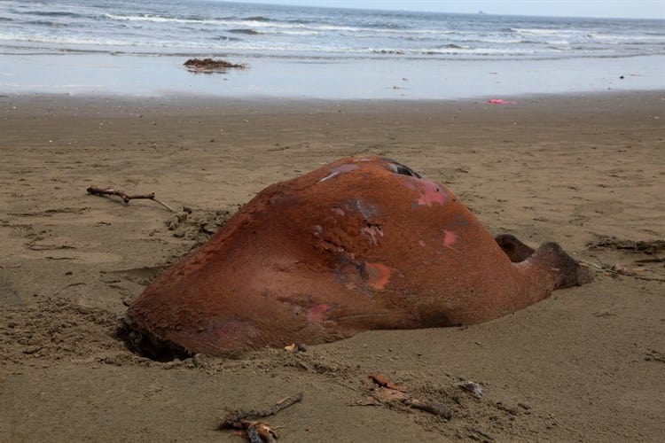 Localizan la mitad del cuerpo de un caballo en playas de Coatzacoalcos