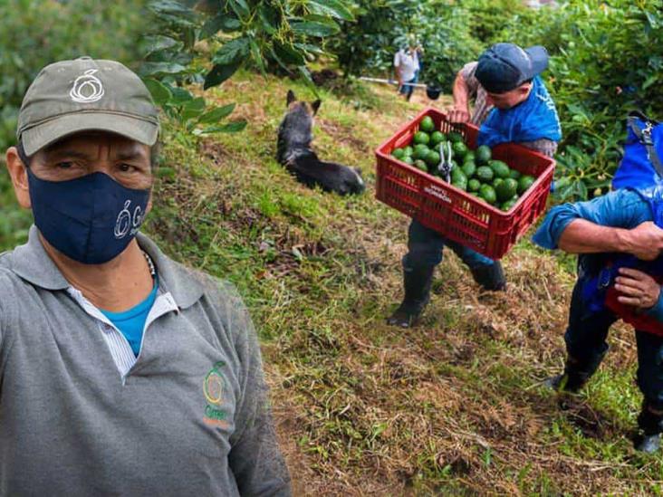 Países buscan apoderarse del mercado mundial del aguacate: AMLO