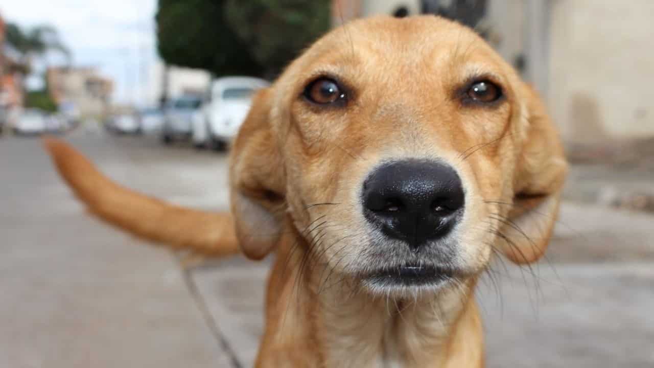 Alertan que carnicerías venden carne de perro en municipio veracruzano