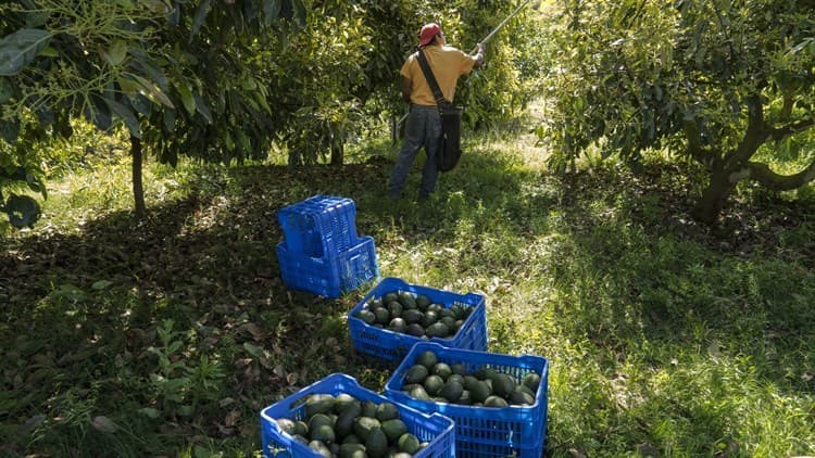 Países buscan apoderarse del mercado mundial del aguacate: AMLO