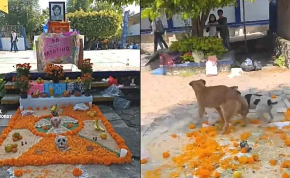 Lomitos desbaratan altar de muertos al usarlo de ring (Video)