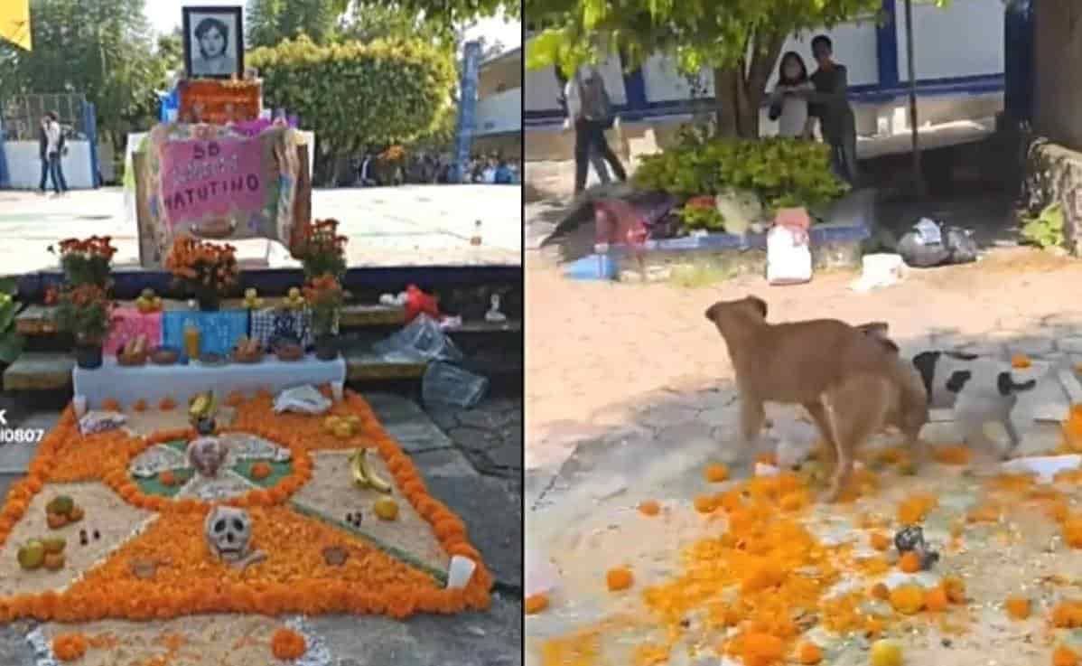 Lomitos desbaratan altar de Todos Santos al usarlo de ring (Video)