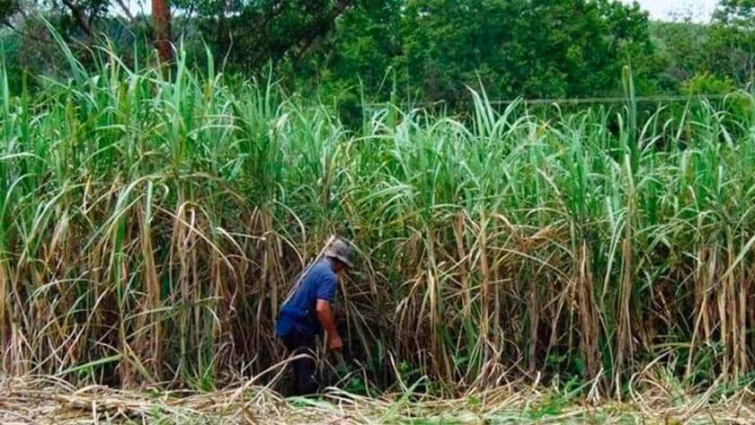 Ingenios solicitan cortadores de caña en Cardel