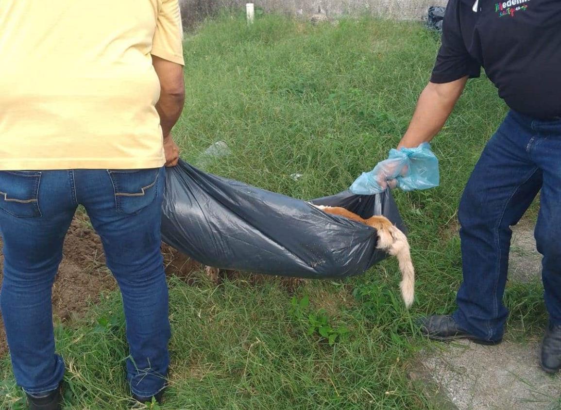 Abandonan a perro sin comida y agua en el interior de un domicilio de Medellín; fue encontrado sin vida