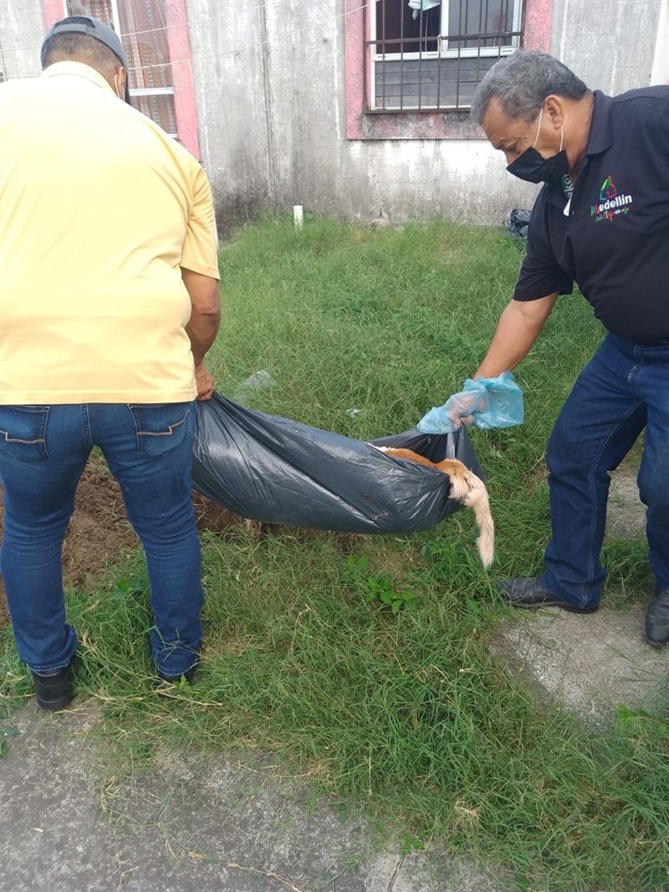 Abandonan a perro sin comida y agua en el interior de un domicilio de Medellín; fue encontrado sin vida