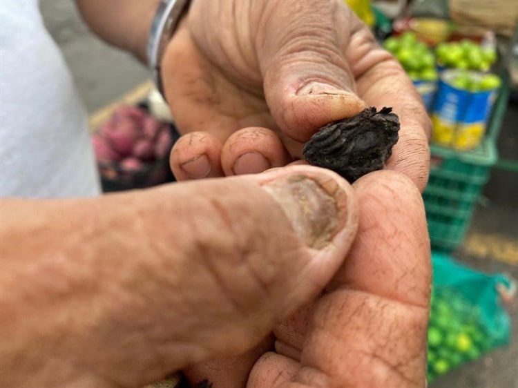 Crucetillo, la fruta curativa de Veracruz; hasta el Covid venció en pandemia (+ fotos)