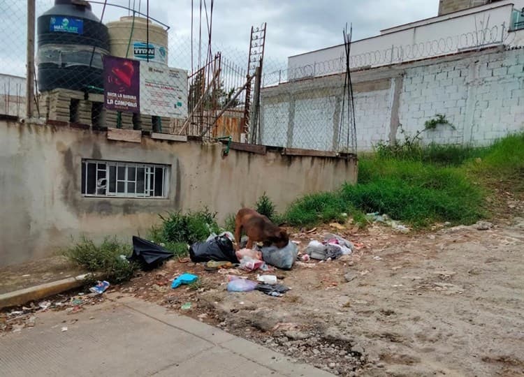 Vecinos y estudiantes del Tec de Xalapa caminan entre la basura