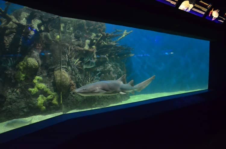 Locales y turistas abarrotan el Aquarium del Puerto de Veracruz tras acceso gratuito