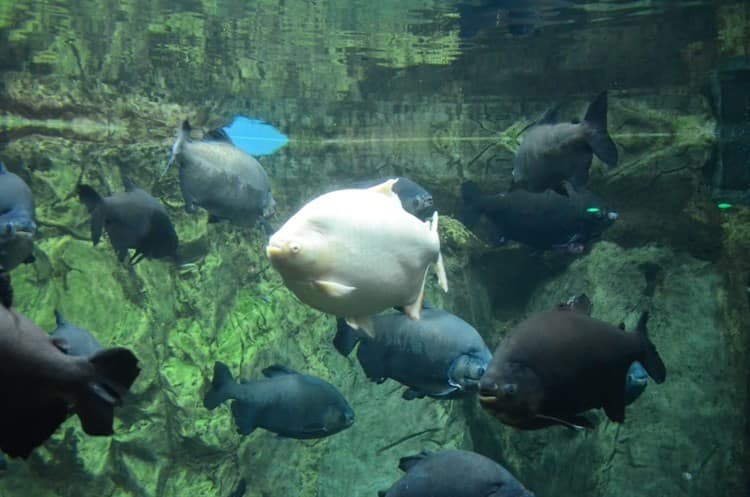 Locales y turistas abarrotan el Aquarium del Puerto de Veracruz tras acceso gratuito