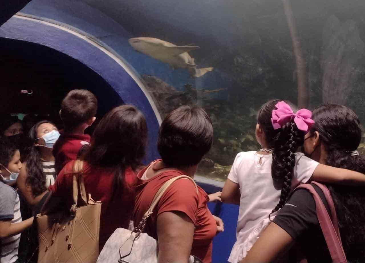 Locales y turistas abarrotan el Aquarium del Puerto de Veracruz tras acceso gratuito