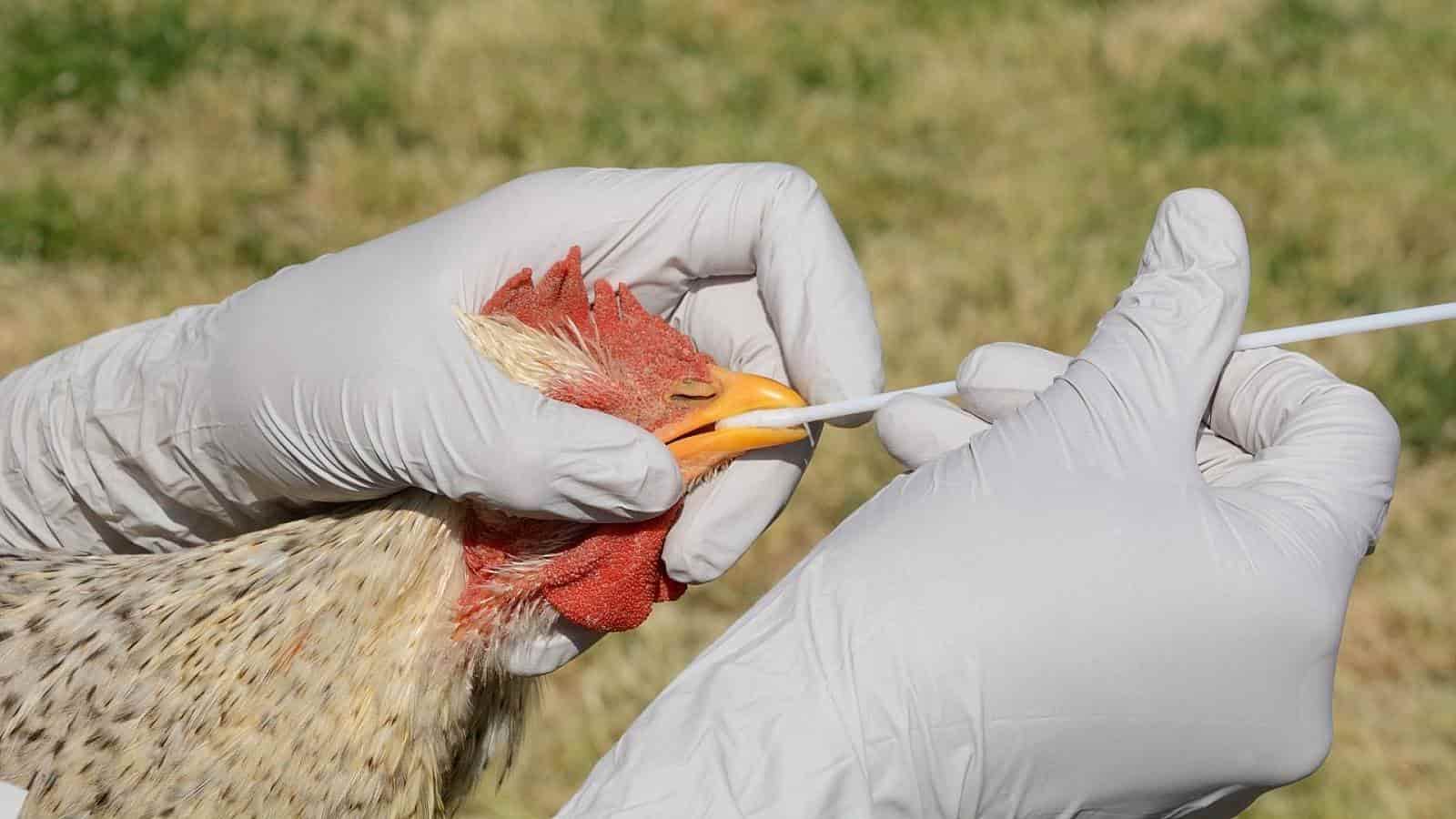 Suman más de 3 millones de aves afectadas por la influenza aviar AH5N1 en México