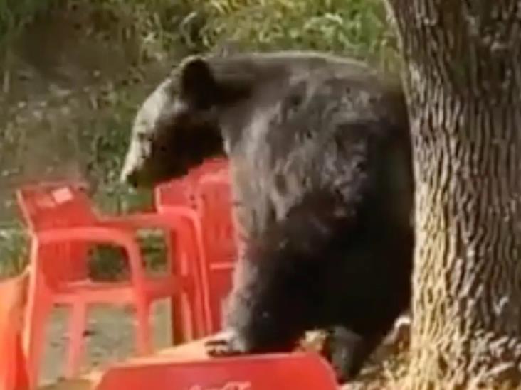 Captan a oso bailando en la cafetería de la UANL