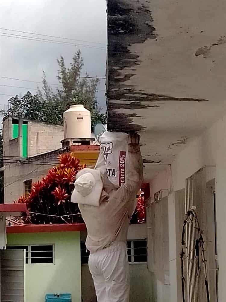 Detectan peligroso enjambre de abejas en primaria de Alto Lucero