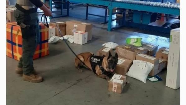 Perro policía en Veracruz encuentra mariguana en empresa de paquetería