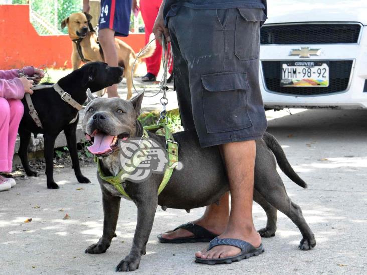 Coatzacoalcos, sin campañas gratuitas de esterilización de perros y gatos