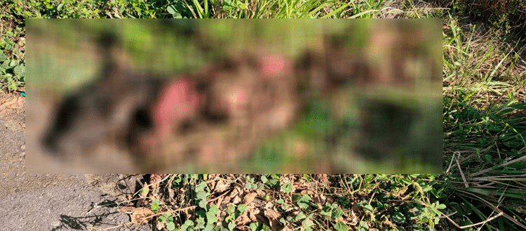 Pierde la vida al chocar contra una vaca en Alvarado