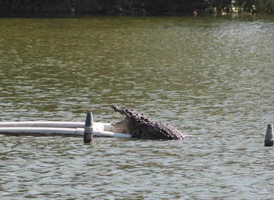 Captan a cocodrilo en la laguna Malibrán, en Veracruz