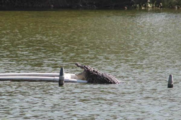 Dron capta a cocodrilo en Laguna del Malibrán, en Veracruz