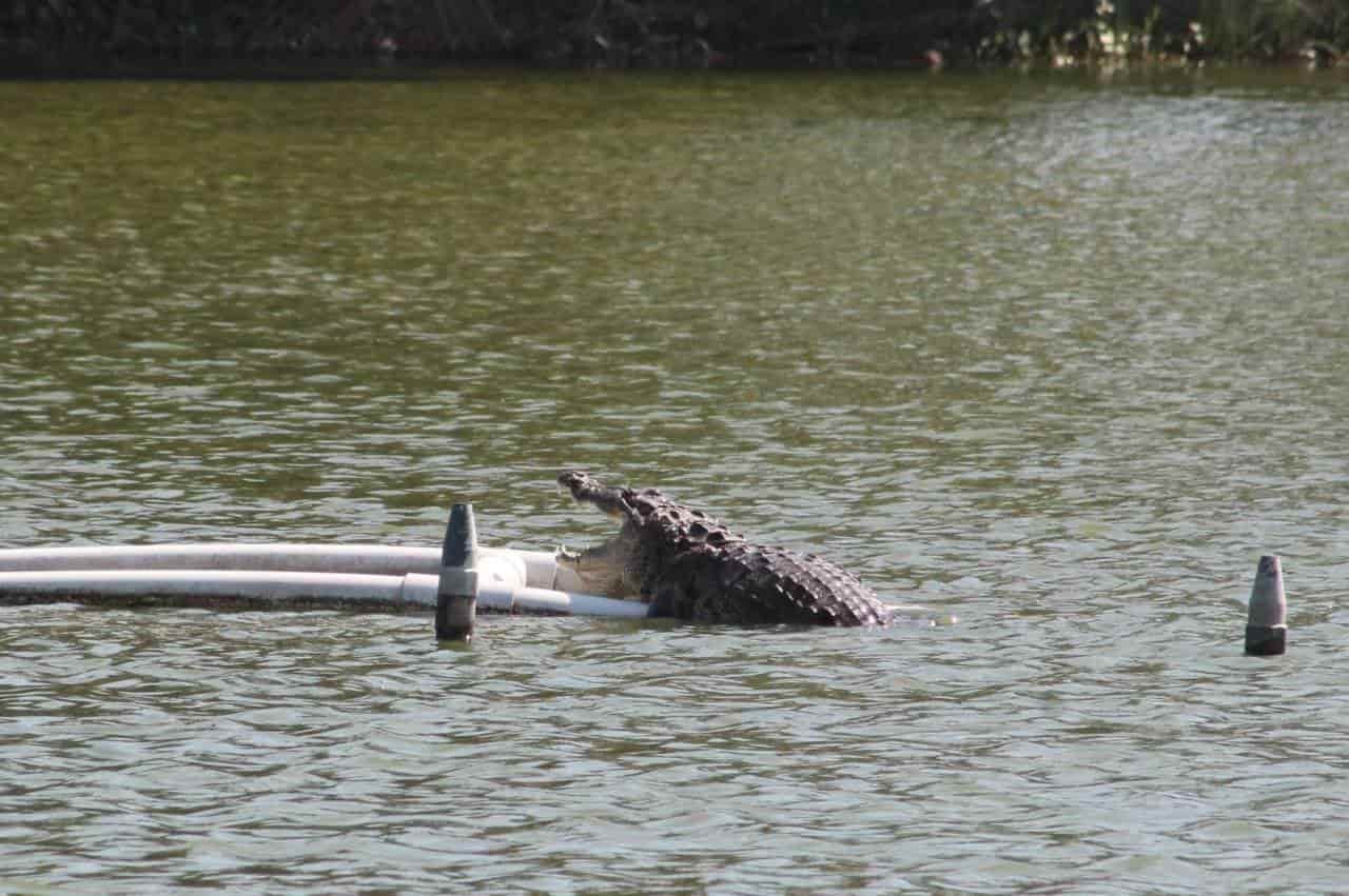 Extraerán al cocodrilo de la laguna del Malibrán, en Veracruz