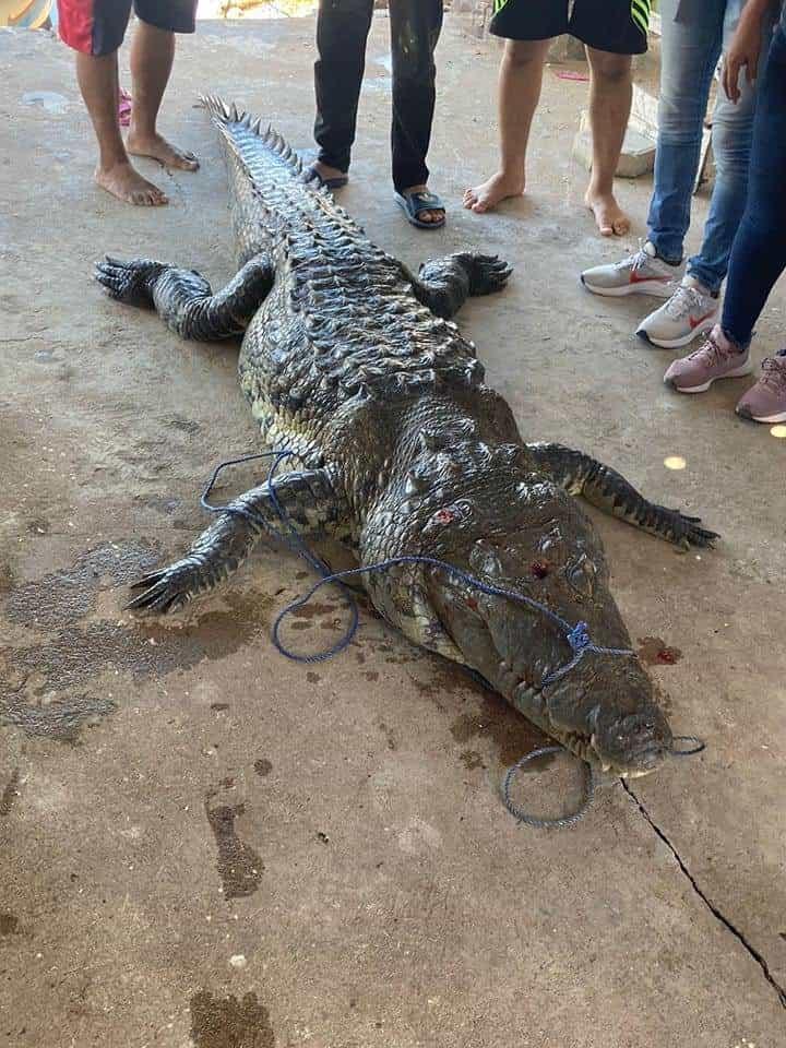 Le quitan la vida a lagarto en colonia de Alvarado; piden no realizar lo mismo con el ejemplar del Malibrán