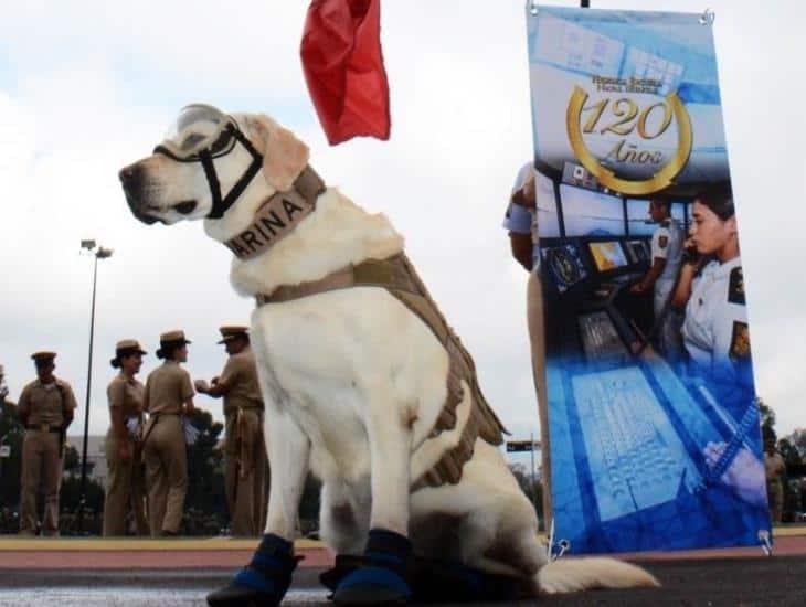 Fallece Frida, perrita héroe en rescates en sismos de 2017 en México