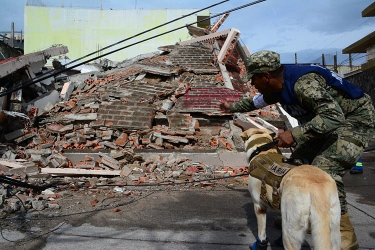 Fallece Frida, perrita héroe en rescates en sismos de 2017 en México