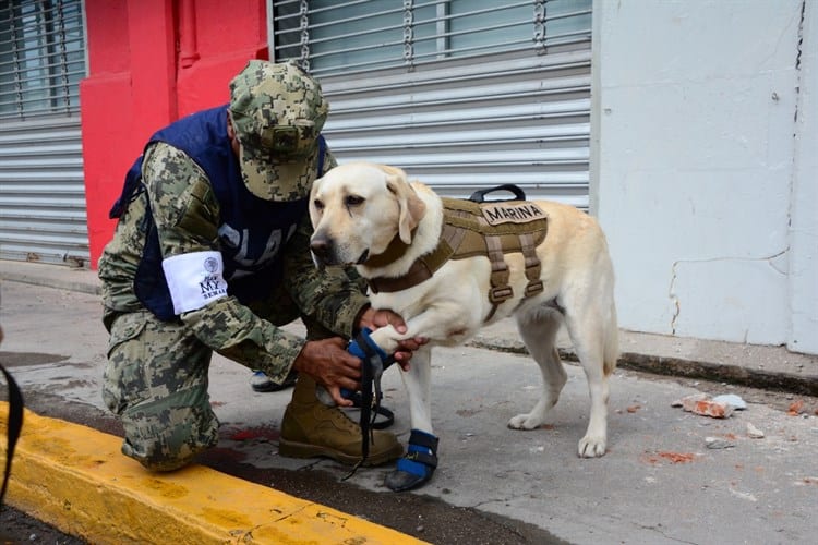 Fallece Frida, perrita héroe en rescates en sismos de 2017 en México