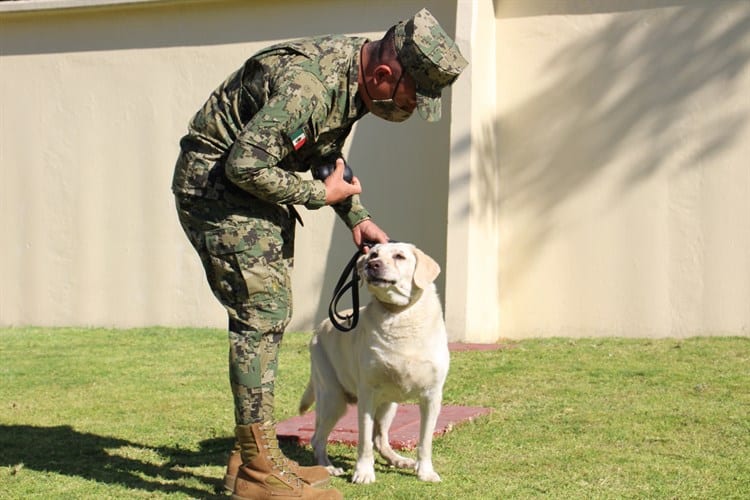 Fallece Frida, perrita héroe en rescates en sismos de 2017 en México