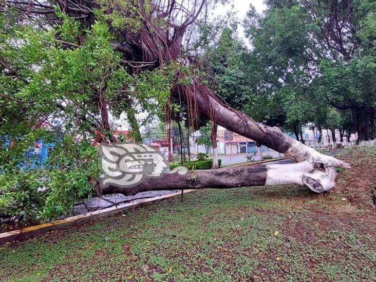 Frente frío 9 ocasiona caída de árbol en bulevar de Poza Rica