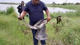 Grulla queda atrapada en redes de pesca de fraccionamiento Laguna Real, en Veracruz