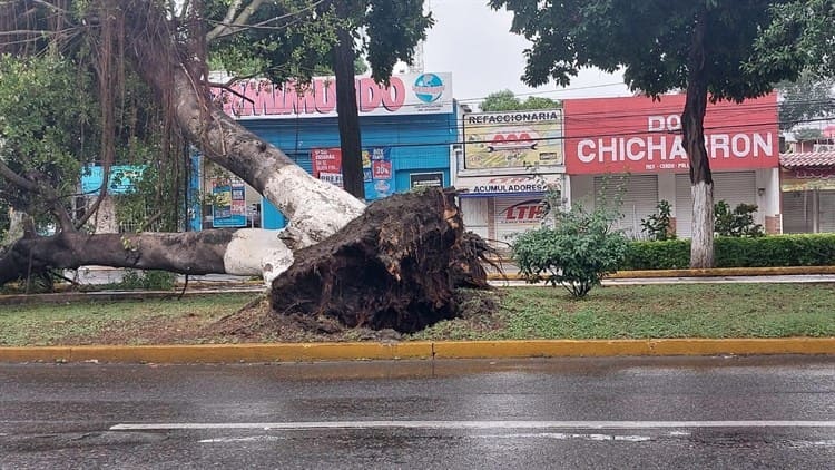 Frente frío 9 ocasiona caída de árbol en bulevar de Poza Rica