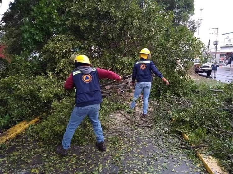 Frente frío 9 ocasiona caída de árbol en bulevar de Poza Rica