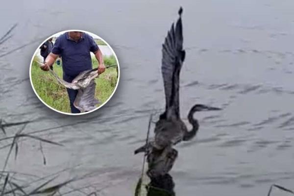 Grulla queda atrapada en redes de pesca en fraccionamiento de Veracruz