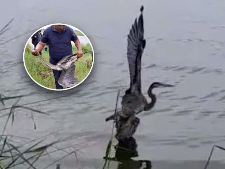 Grulla queda atrapada en redes de pesca en fraccionamiento de Veracruz