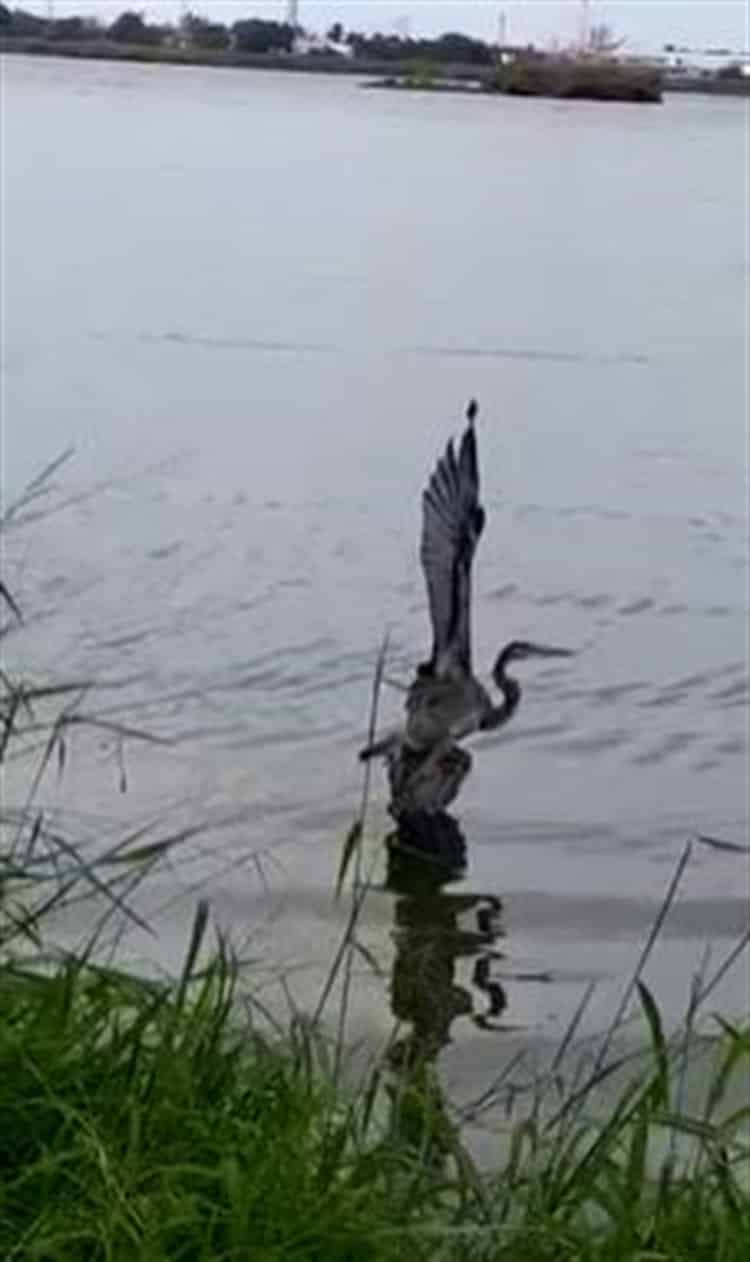 Grulla queda atrapada en redes de pesca de fraccionamiento Laguna Real, en Veracruz