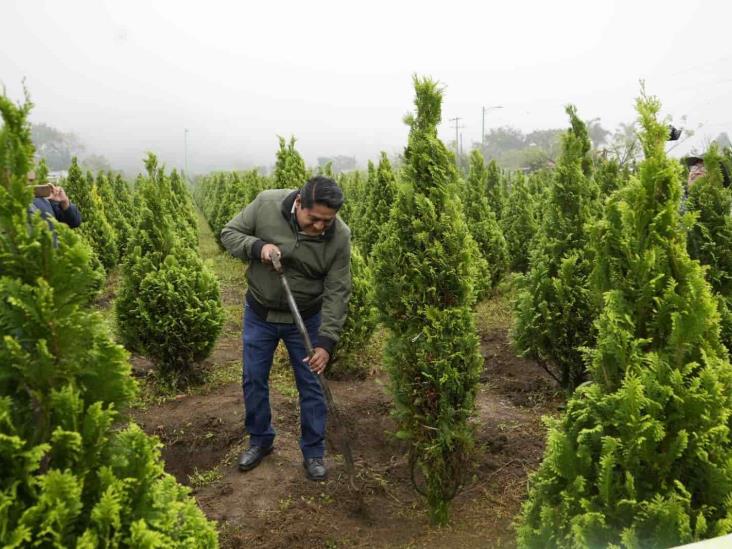 Inicia temporada de venta de pinos de Navidad en La Sidra, en Atzacan