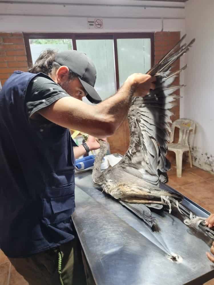 Ave rescatada en Laguna Real no sufrió lesiones; fue llevada a Salud Animal en Veracruz