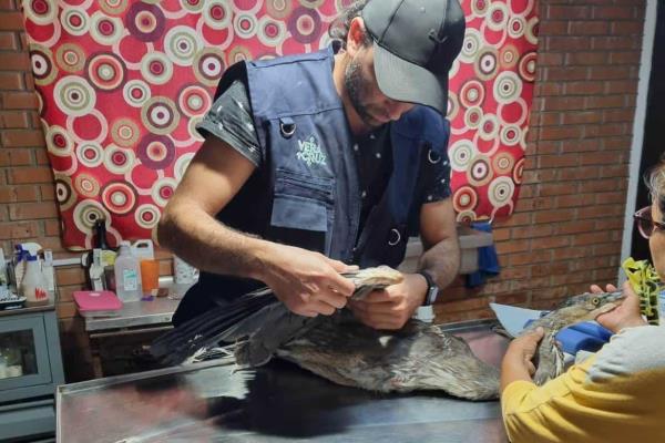 Sin lesiones, ave rescatada en fraccionamiento Laguna Real de Veracruz