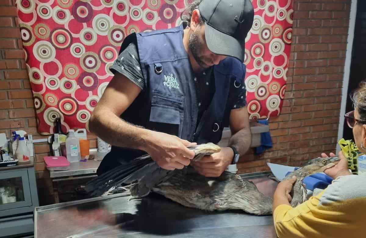 Ave rescatada en Laguna Real no sufrió lesiones; fue llevada a Salud Animal en Veracruz